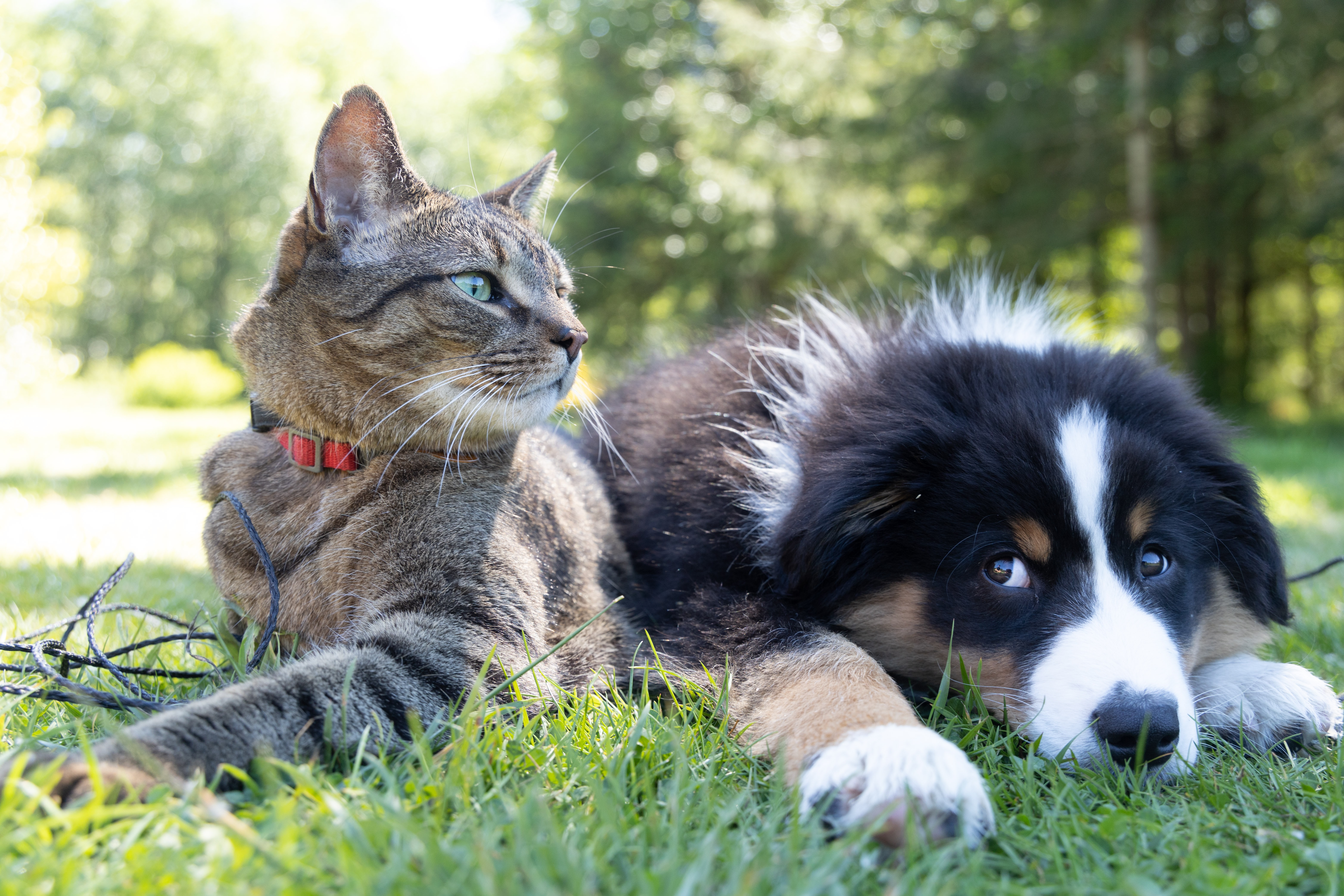 Cat and Dog laying on grass